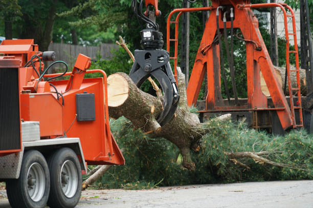 Best Tree Risk Assessment  in Baldwin, MI